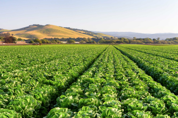 Hileras de cultivos agrícolas