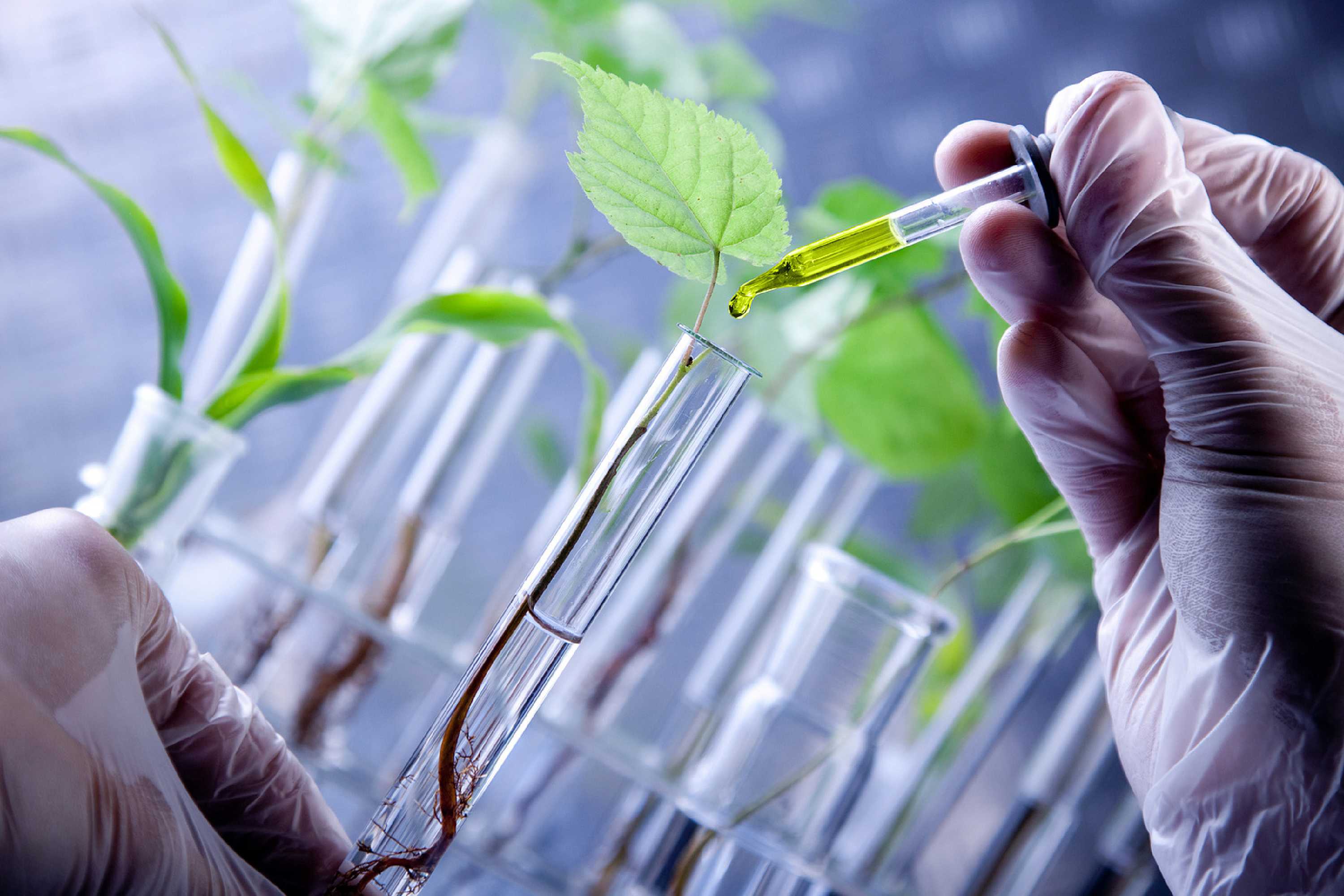 Trabajo de laboratorio con plantas y material de investigación