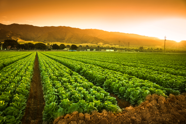 Cultivos agrícolas al atardecer